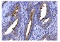 Anti-CD13/ANPEP Antibody Picoband™ (monoclonal, 7F2)